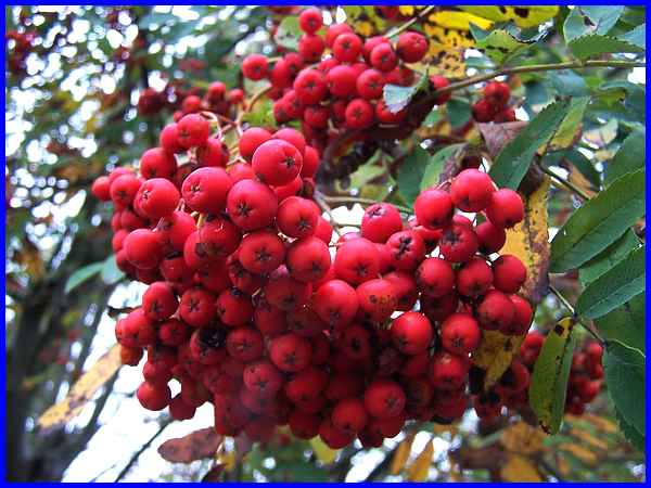 Rowan Berries