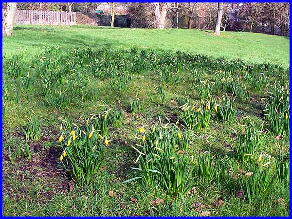 Chaucer's Daffodils