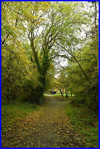 Leaf Covered Path