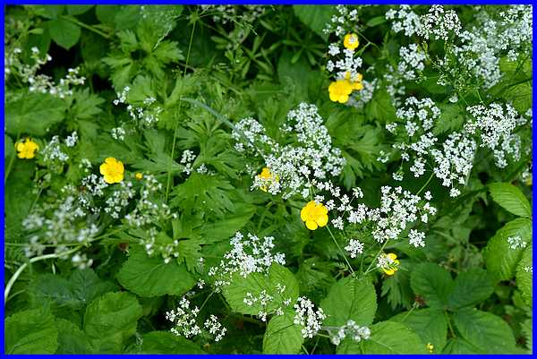 Wildflowers