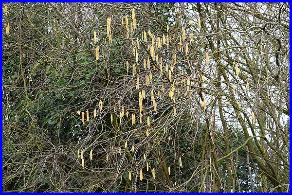 Catkins