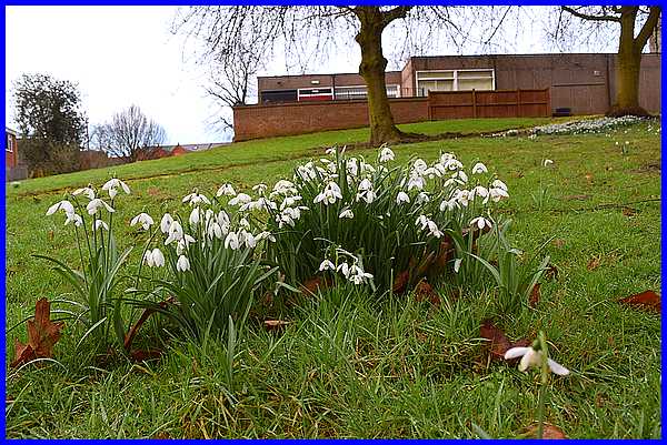 Snowdrops