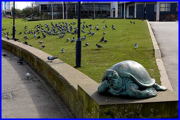 Pigeons & Turtle