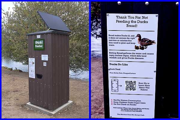 Duck Feeder