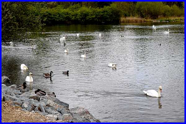 Swan Lake
