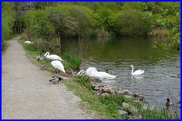 Feeding Frenzy