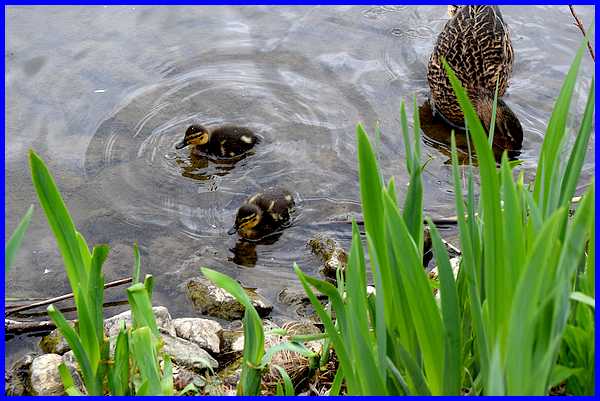 Ducklings