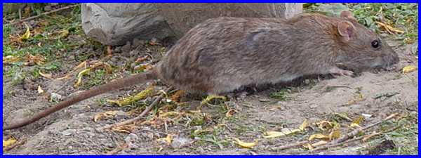Rat