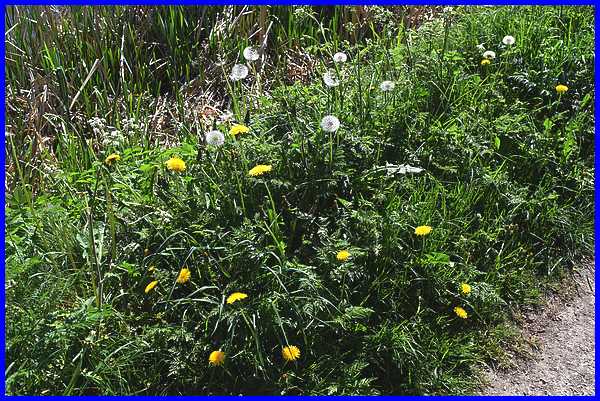 Dandelions