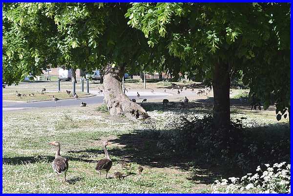 Canada Geese