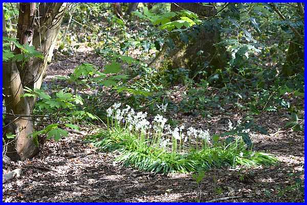 White Bells