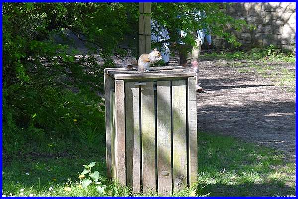 Squirrel