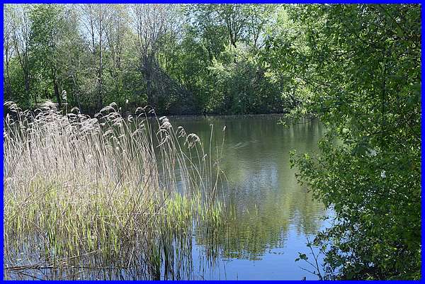 Reeds