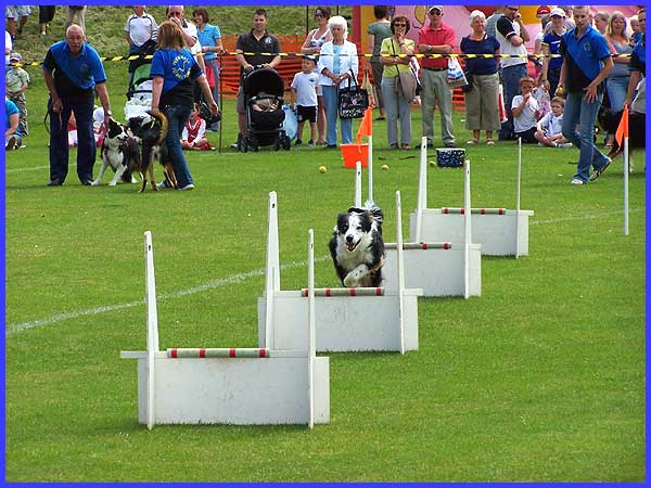 Flyball Dogs