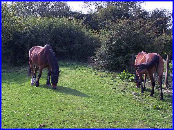 Breaston Horses