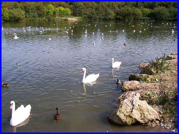 Swan Lake