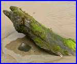 Driftwood