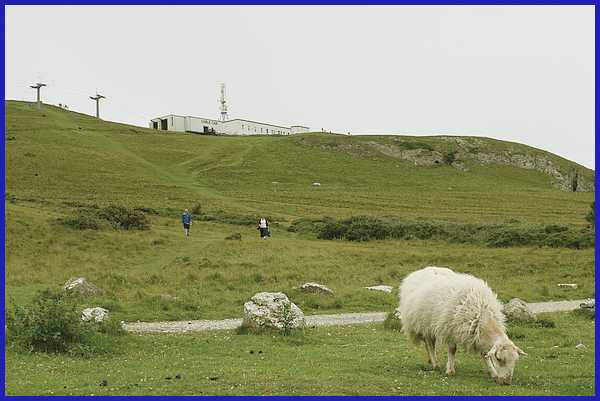 Grazing