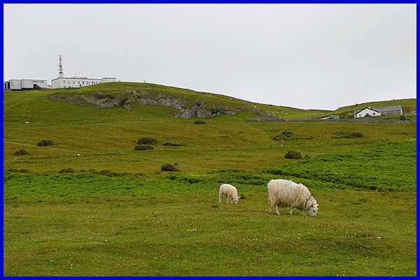 Dan's Sheep