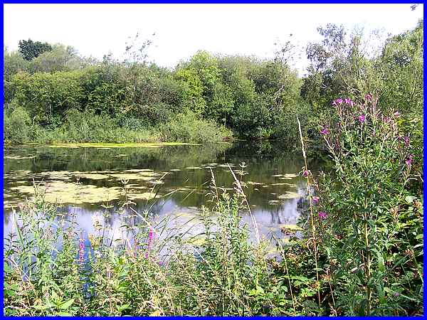 Beeston Pond