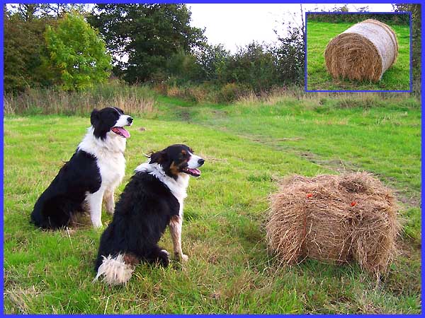 Dogs & Bale of Hay