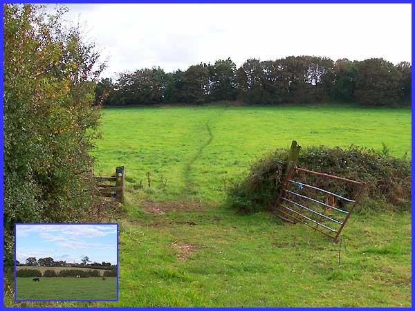 Midshires Way & Cattle