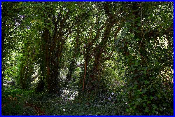 Undergrowth