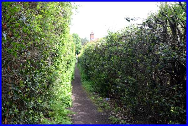 Narrow Path