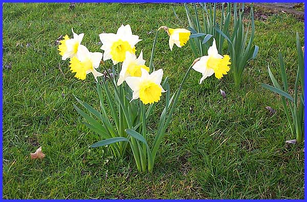 Narcissi Family