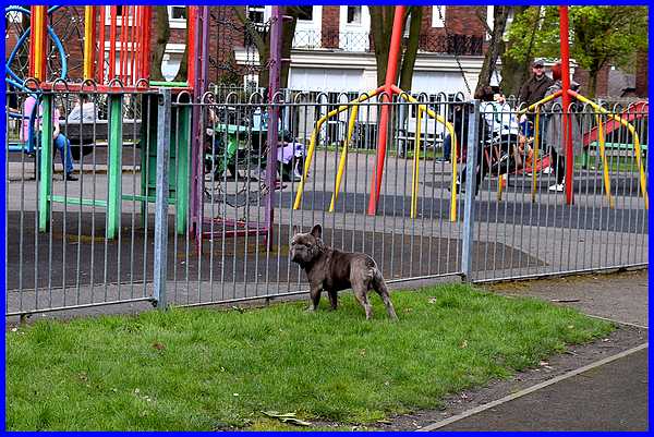 Inquisitive Dog