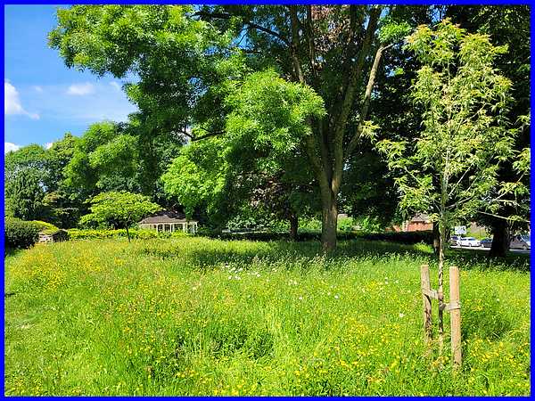Wildflowers
