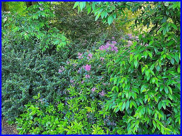 Shrubs