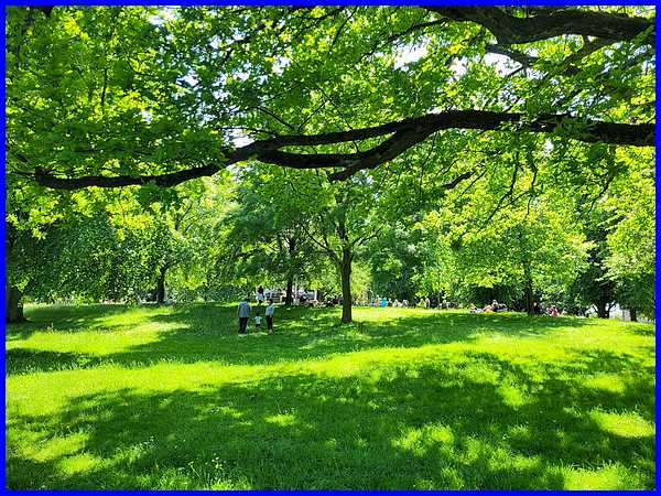Under The Duke Oak