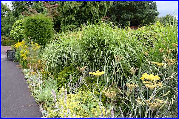 Border Plants