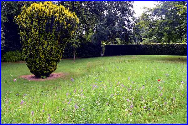Wildflower Bed